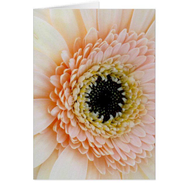 Cartão Belo Peach/Cream Gerber (Frente)