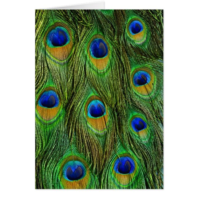 Cartão Belo Penas de Peacock (Frente)