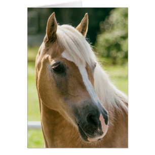 Cartão Belo retrato de cavalo haflinger