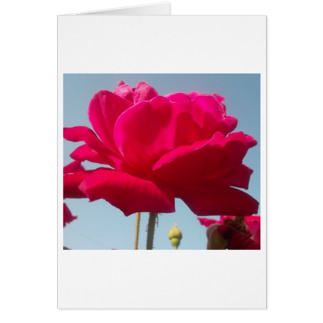 Cartão Belo Rosa de Hakuna Matata para a Noiva (Frente)