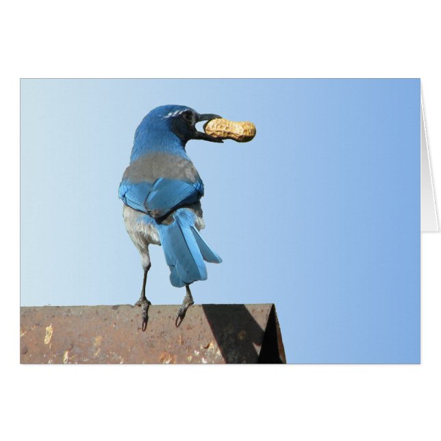 Cartão Belo Scrub Jay Bird (Frente Horizontal)