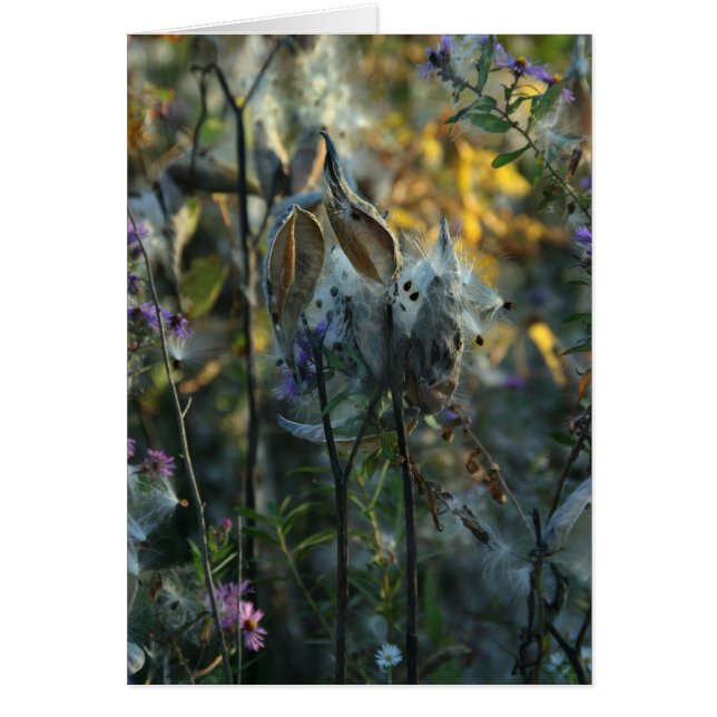 Cartão Belo Sonhador (Frente)