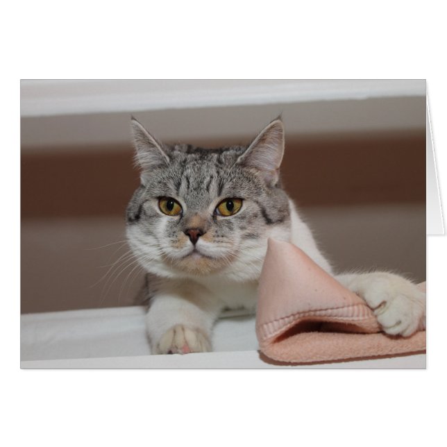 Cartão Belo Tomcat de Shorthair Britânico (Frente horizontal)