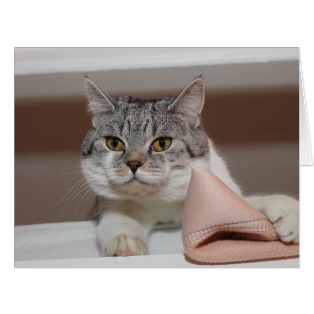 Cartão Belo Tomcat de Shorthair Britânico (Frente horizontal)