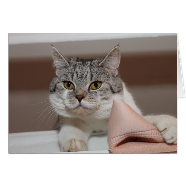 Cartão Belo Tomcat de Shorthair Britânico (Frente Horizontal)