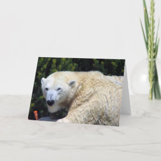 Cartão Belo Urso Polar Personalizado