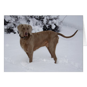 Cartão Belo Weimaraner na neve