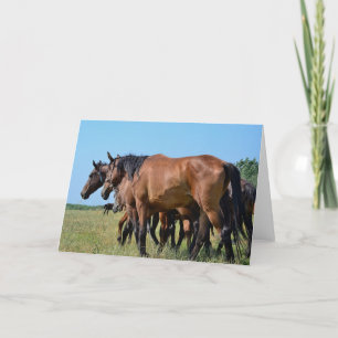 Cartão Belos Cavalos de Baía