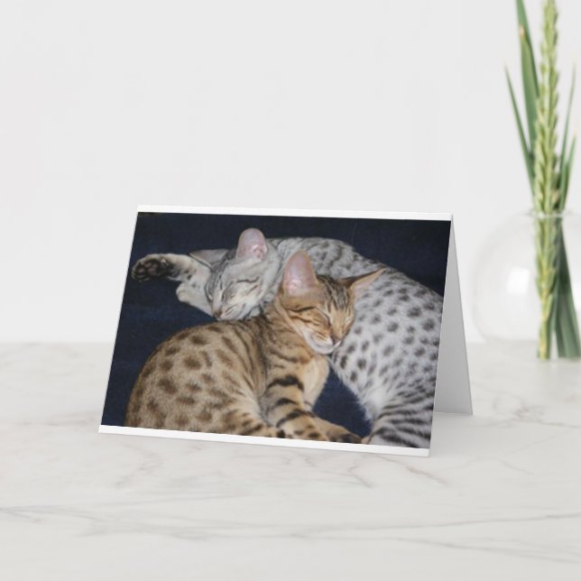 CARTÃO BELOS GATINHOS (Frente)