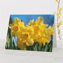 Belos Narcisos Amarelos