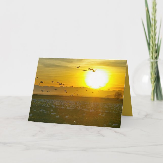 Cartão Belos Pássaros Selvagens ao Pôr do Sol, Paisagem (Frente)