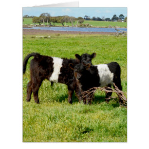 Cartão Belted Galloway Baby Calves,