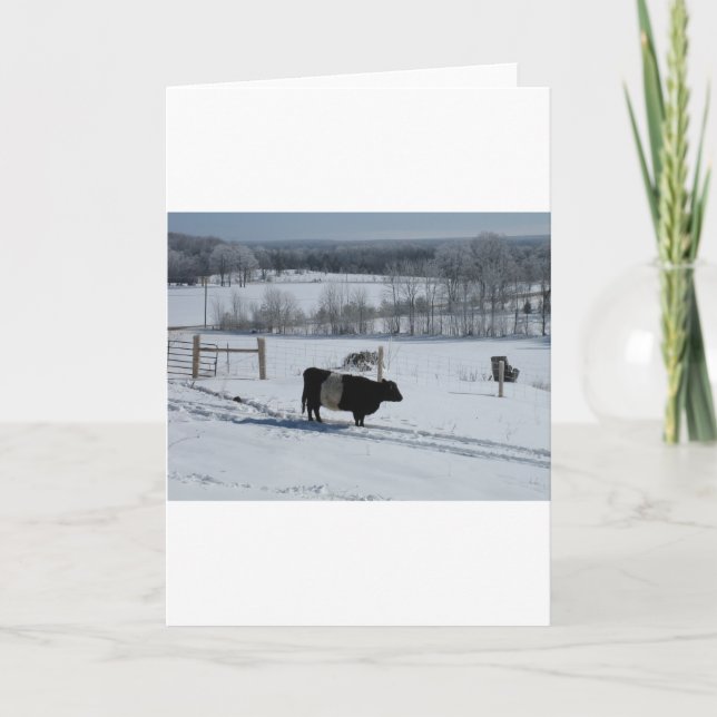 Cartão Belted Galloway Cow in a Snowy Landscape (Frente)