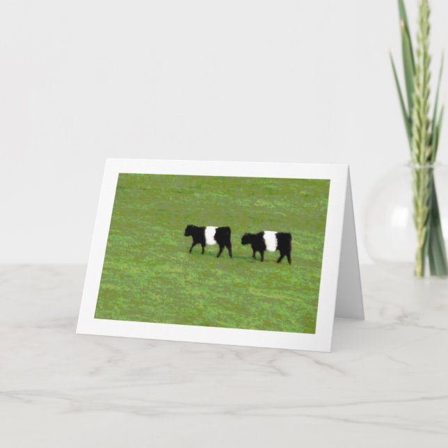 Cartão Belted Galloway cows card (Frente)