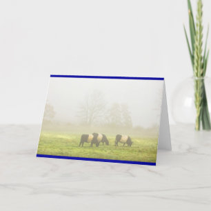 Cartão Belted Galloway Cows Grazing On foggy Farm Field
