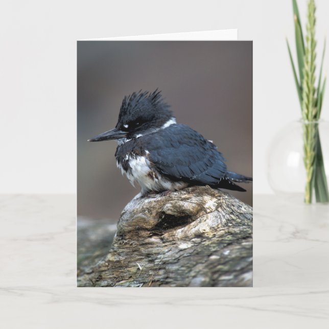 Cartão Belted Kingfisher (Frente)