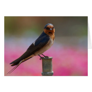 Cartão Bem-vindo ao Swallow