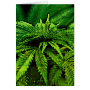 Cartão Bendito Seja Cannabis Verde