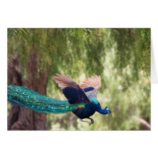 Cartão Benevolência