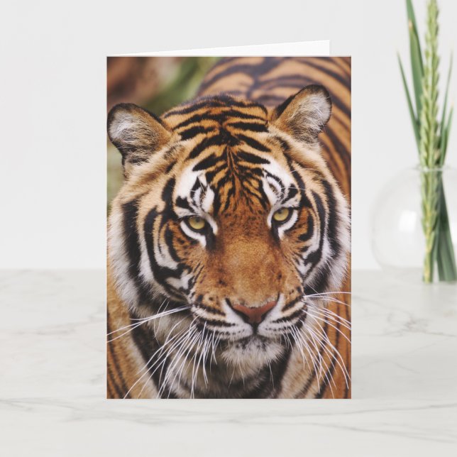 Cartão Bengal Tiger, Panthera tigris (Frente)