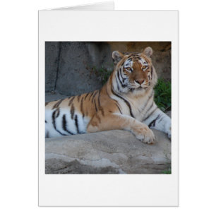 Cartão Bengal Tigers