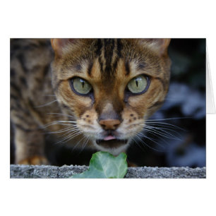Cartão Bengala Cat