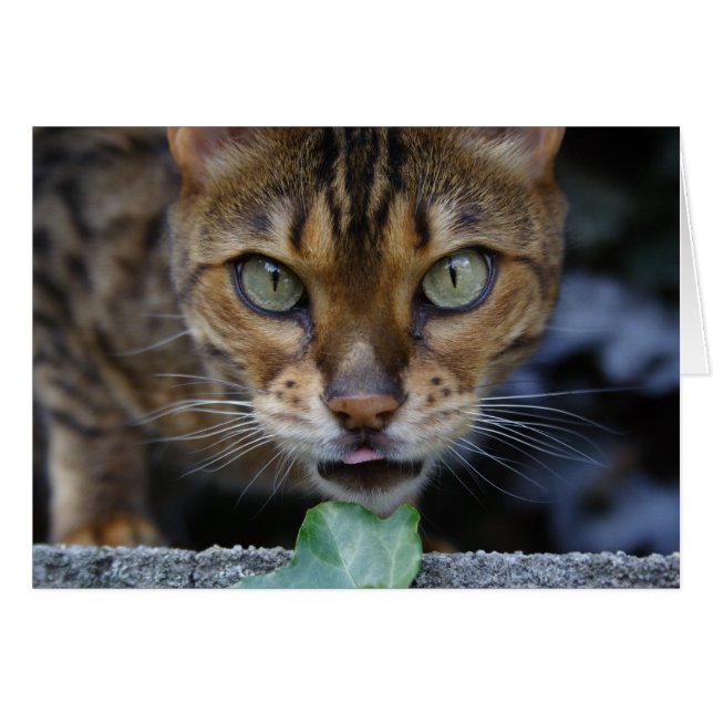 Cartão Bengala Cat (Frente Horizontal)