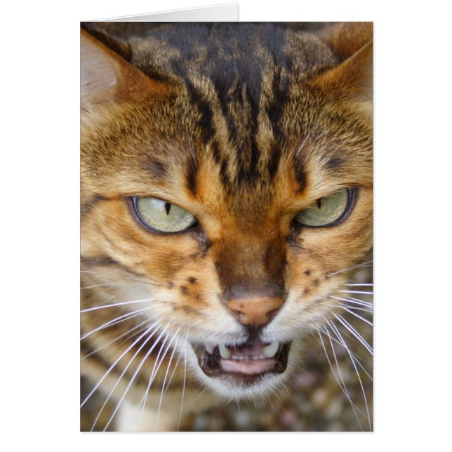 Cartão Bengala Cat (Frente)