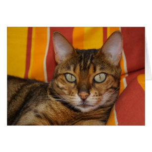 Cartão Bengala Cat