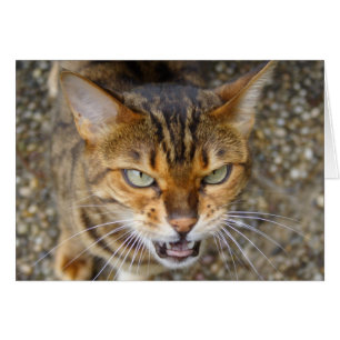 Cartão Bengala Cat