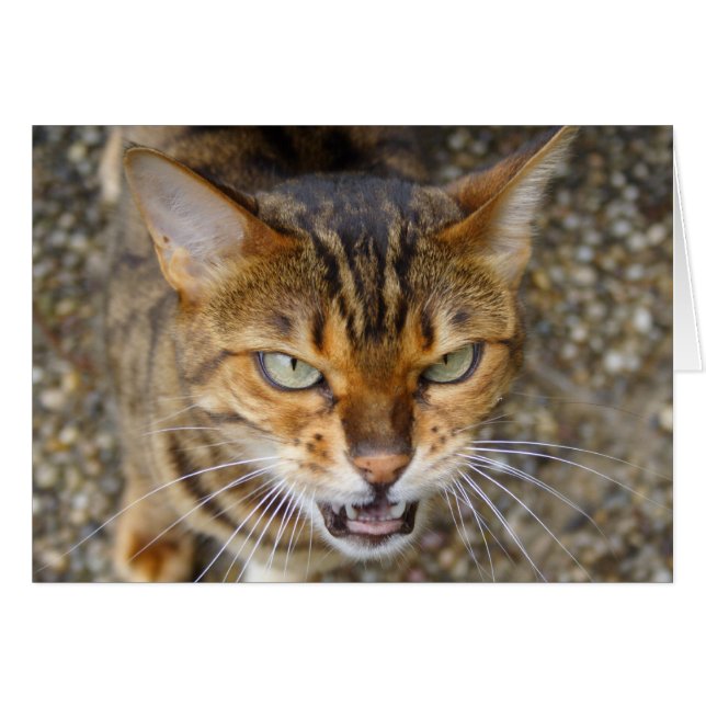 Cartão Bengala Cat (Frente Horizontal)