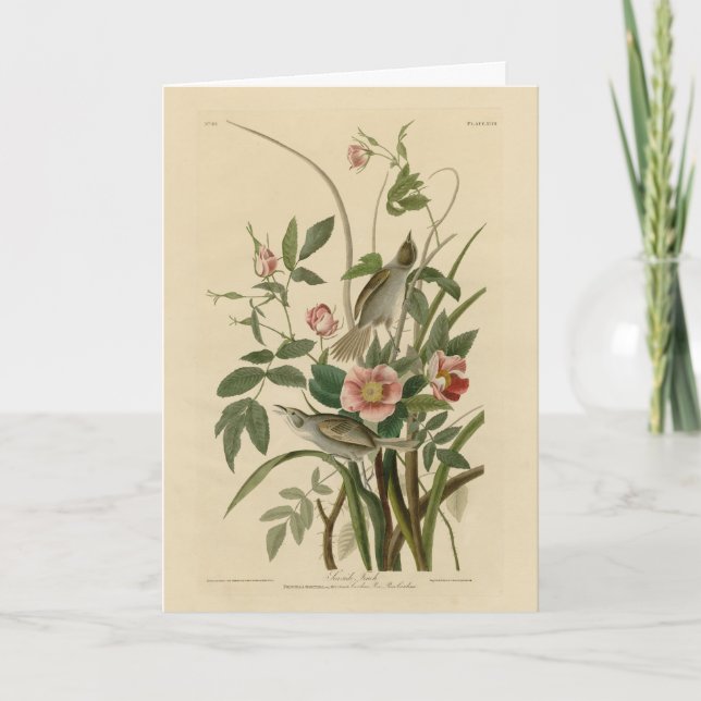 Cartão Berço das Coisas Costeiras (Sparrow) - Aves da Amé (Frente)