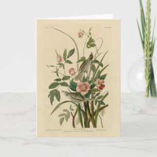 Cartão Berço das Coisas Costeiras (Sparrow) - Aves da Amé