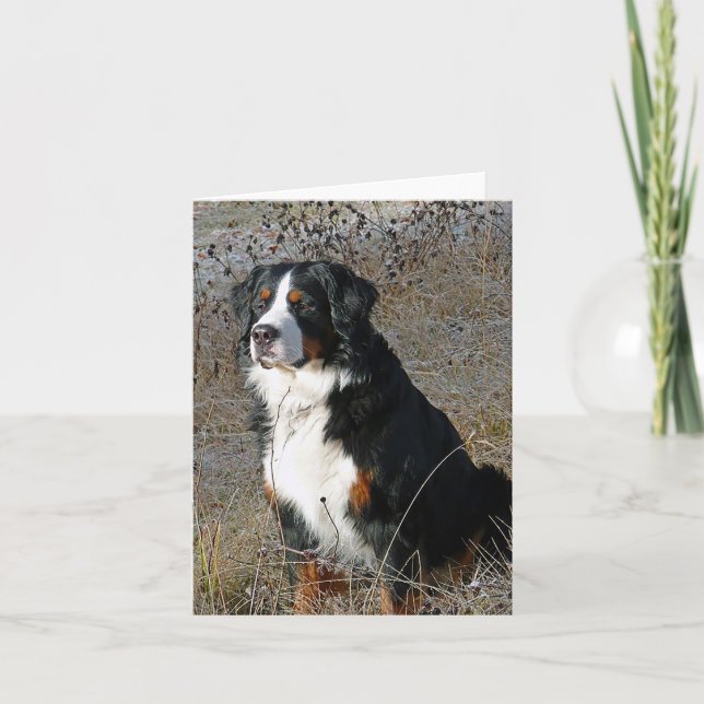 Cartão Bernese Mountain Dog Hello Love Thank You Sorry (Frente)