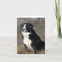 Bernese Mountain Dog Hello Love Thank You Sorry