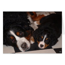 Bernese Mountain Dogs Cabeça a Cabeça