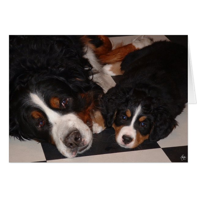 Cartão Bernese Mountain Dogs Cabeça a Cabeça (Frente Horizontal)