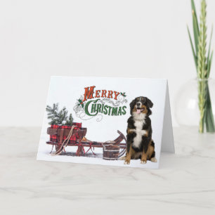 Cartão Bernese Mt. Dog Christmas Card