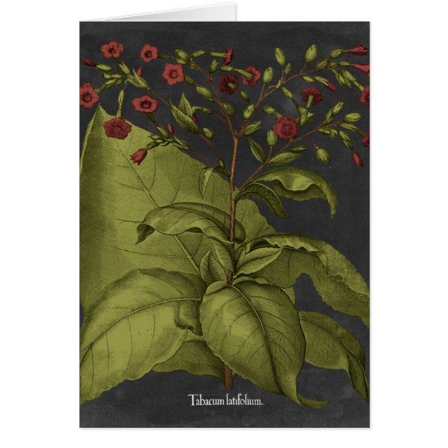 Cartão Besler Dramatique I (Frente)