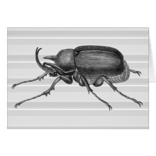 Cartão Besouro Horned do Encylopaedia de Diderot