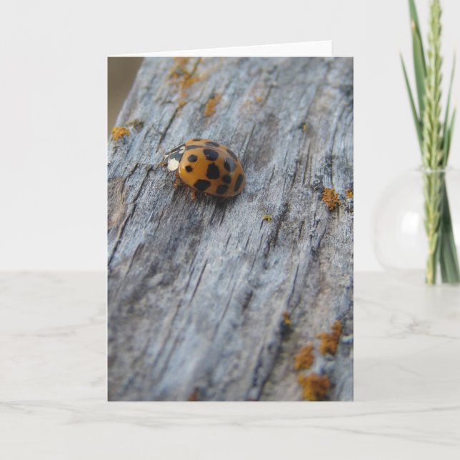 Cartão Besouro japonês na cerca (Frente)