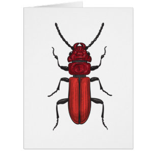 Cartão Besouro-vermelho