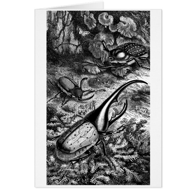 Cartão Besouros (Frente)