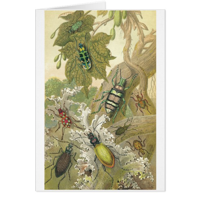 Cartão Besouros britânicos (Frente)