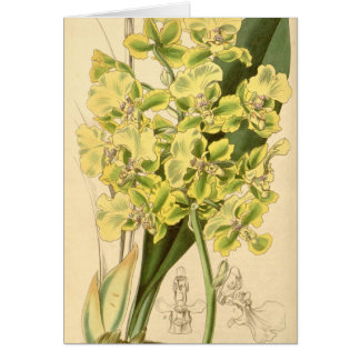 Cartão Bicallosum de Trichocentrum (como o bicallosum de