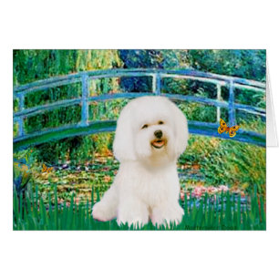 Cartão Bichon Frise 1 - Ponte