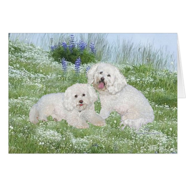 Cartão Bichon Frise Bluebonnets (Frente Horizontal)