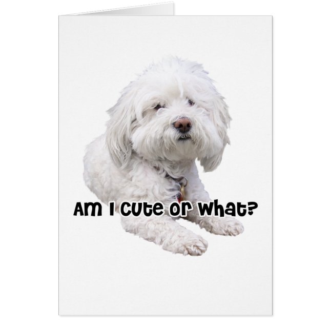 Cartão Bichon Frise Dog (Frente)