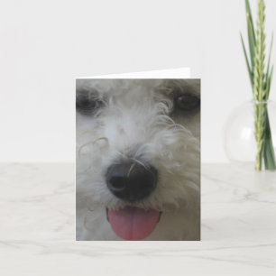 Cartão Bichon Frise - Notecard