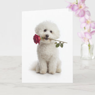 Cartão Bichon Frise Valentine – Doce Devoção